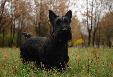 Scottish Terrier - Puppies, Rescue, Pictures, Information, Temperament, Characteristics ...