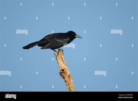 Grackle eggs hi-res stock photography and images - Alamy