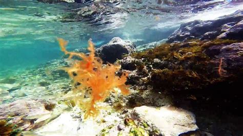 Snorkeling in Cayo Santa Maria island, Cuba - YouTube