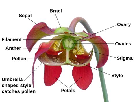 Flower Anatomy | Best Flower Site