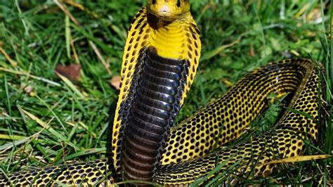 Southern Philippine Cobra Facts and Pictures | Reptile Fact