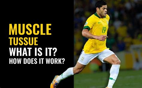 Skeletal muscle tissue: what is it and how does it work? | YouCoach