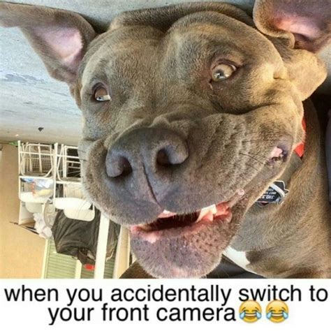 15 Funny Pit Bull Memes To Make Your Day - Page 5 of 5 - BuzzSharer.com