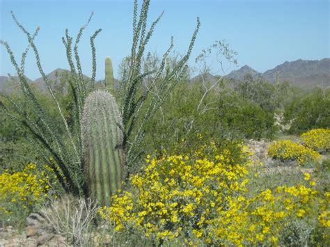 Competitiveness in Desert Environment Plant Stra | Earth And The ...