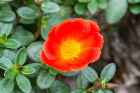 Moss Rose: Plant Care & Growing Guide