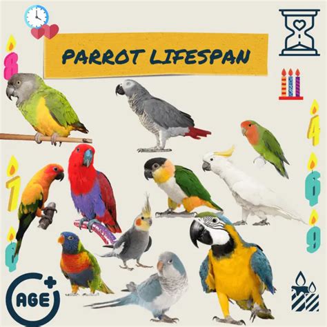 Parrot lifespan - What is the average lifespan of a parrot