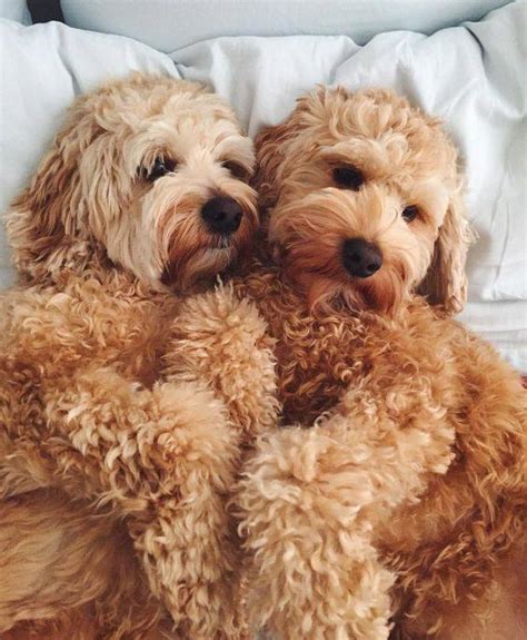 Poodles! Smart, Active and Proud : r/dogpictures