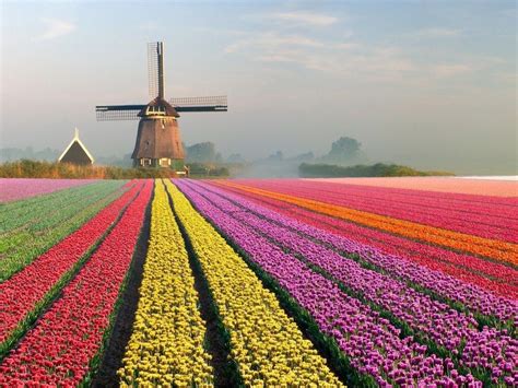 Happiness: Bild | Tulip fields netherlands, Dutch windmills, Tulip fields