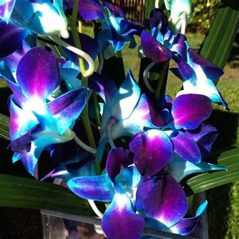 Singapore orchids blue purple and teal | Blue orchid wedding, Blue ...