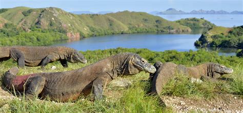 Komodo Dragon Vs Crocodile, Who Would Win? - Animals Comparison