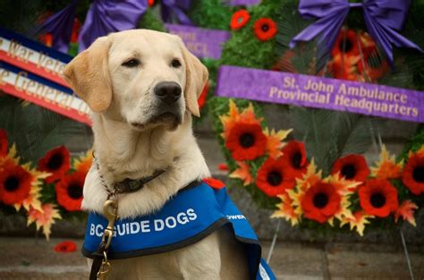 Guide Dog at Remembrance Day (Veterans Day) Memorial : aww