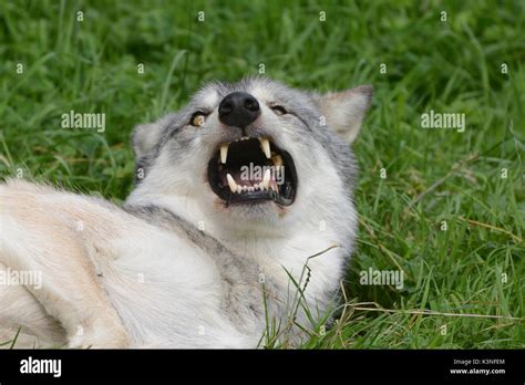 Wolf teeth hi-res stock photography and images - Alamy