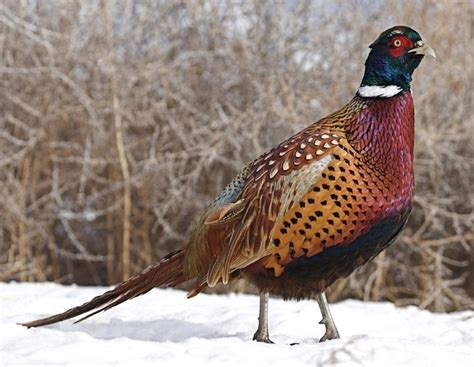 Ringneck Pheasant Chicks for Sale | Cackle Hatchery