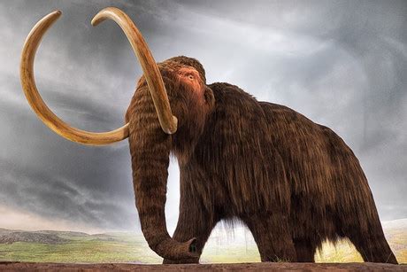 Ice Age 6: the genomic meltdown of the woolly mammoth