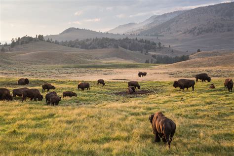 Yellowstone's migrating bison manipulate springtime green-up