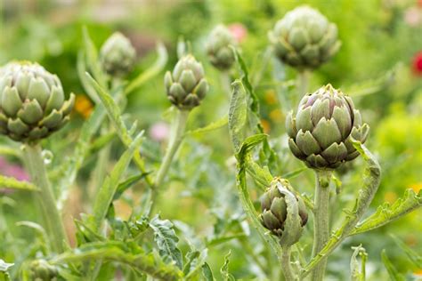 Artichoke Plant Care - How To Grow And Harvest Artichoke