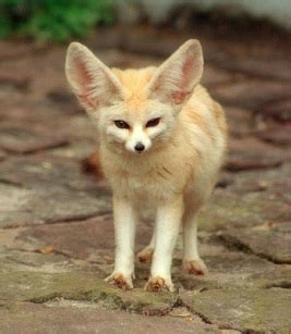 Fennec Fox - Adaptations on different Animals