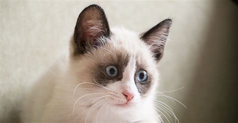 Snowshoe Cat Breed Information Center - A Complete Guide