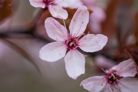 Wallpaper : branch, cherry blossom, pink, spring, flower, flora, makro ...