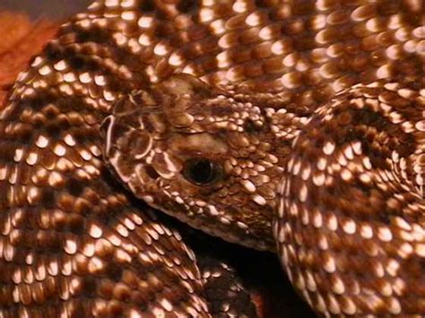 Crotalus vegrandis - photo | Reptarium