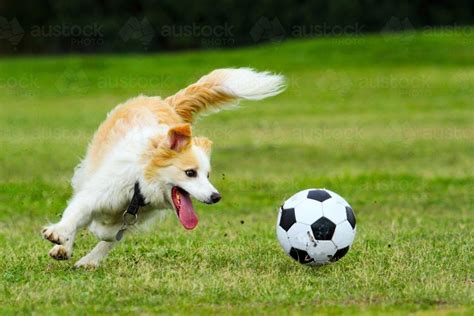 Image of A pet dog playing with a soccer ball in an urban park in ...