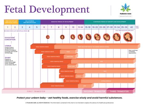 Fetal Development By Gestation | Poliklinik Amin