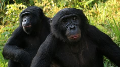 Do Bonobos And Chimpanzees Offer A Path To Understanding Human Behavior? : 13.7: Cosmos And ...