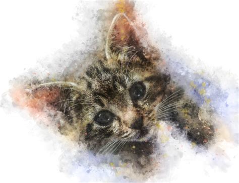 Cat Watercolor Free Stock Photo - Public Domain Pictures