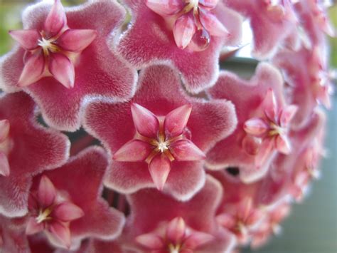 Waxplant Flowering Free Stock Photo - Public Domain Pictures