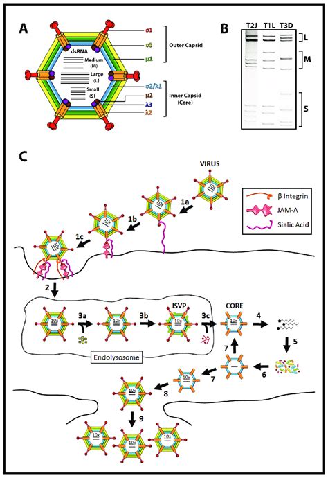 Reovirus structure and replication. (A) Reovirus outer capsid and inner ...