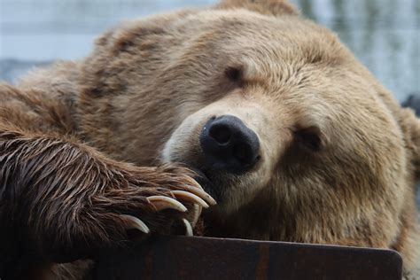 Close-Up Shot of a Grizzly Bear · Free Stock Photo