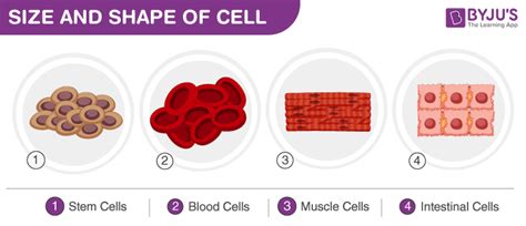 Cells -Size, Shape and Count. A morphology of a Cell