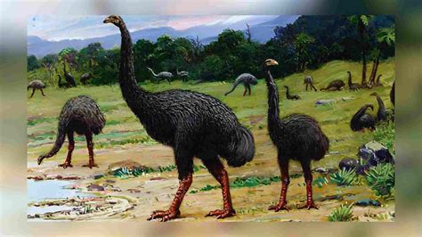 Revealing The Moa Mystery: Lessons From New Zealand's Extinct Giants To ...