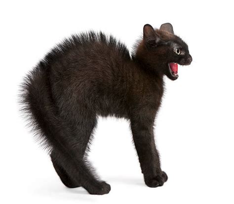 Best Black Cat Mouth Open Stock Photos, Pictures & Royalty-Free Images - iStock