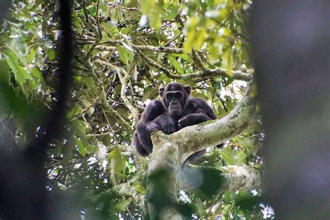 Nyungwe National Park - Rwanda chimpanzee trekking