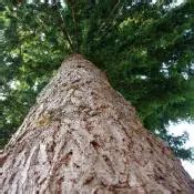 Oregon State Tree | Douglas Fir