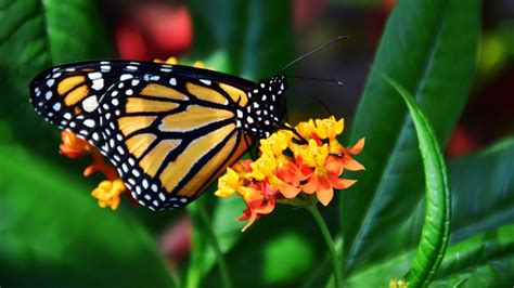 Monarch Butterfly Wallpapers - Wallpaper Cave