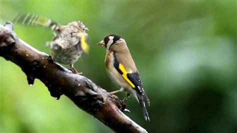 UK GARDEN BIRDS -- Goldfinch feeding young - YouTube