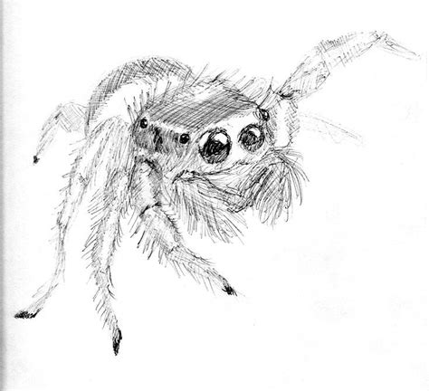 2013 Jumping Spider Sketch by saundersaur.deviantart.com on @DeviantArt | Spider drawing ...