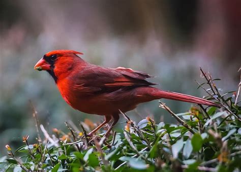 Red Robin | Belleza