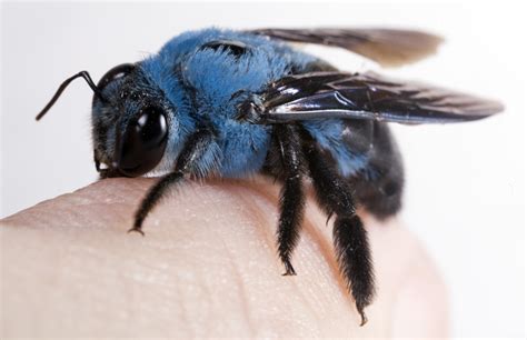 Blue Bees - Xylocopa caerulea