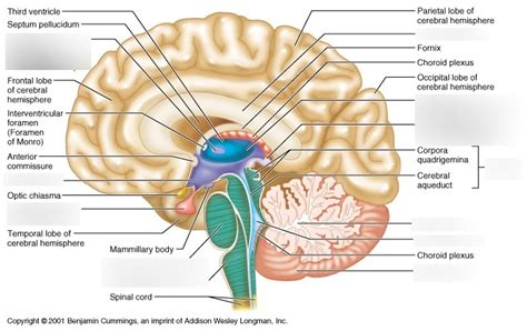 Encloses Third Ventricle Of Brain