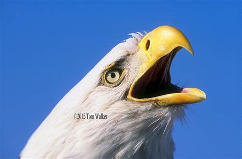 Bald Eagle Scream | Photo | Tom Walker Photographer