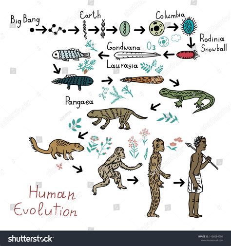 Human Evolution Timeline Vector Illustration: เวกเตอร์สต็อก (ปลอดค่า ...