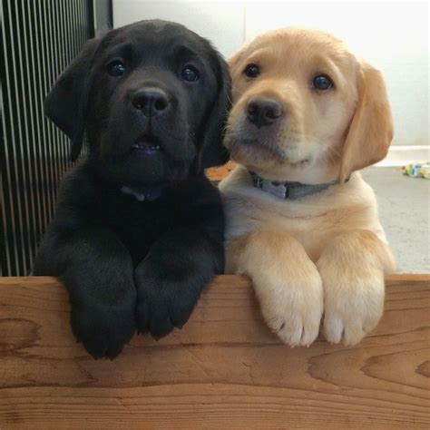 Adorable lab puppies to brighten your day - Album on Imgur | Cute dogs ...