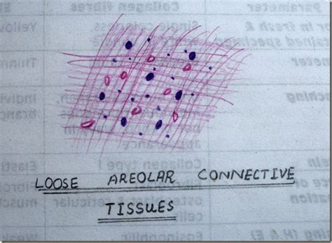 Areolar Connective Tissue Diagram