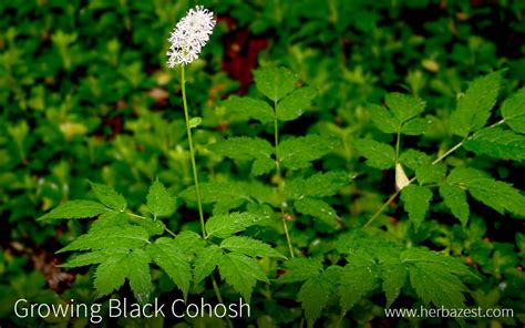 Growing Black Cohosh | HerbaZest