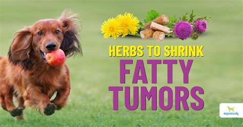 Why Do Dogs Develop Fatty Tumors