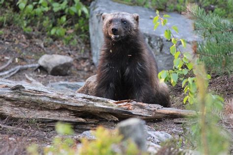 Wolverine (female) | Having found all the more distant meat,… | Flickr