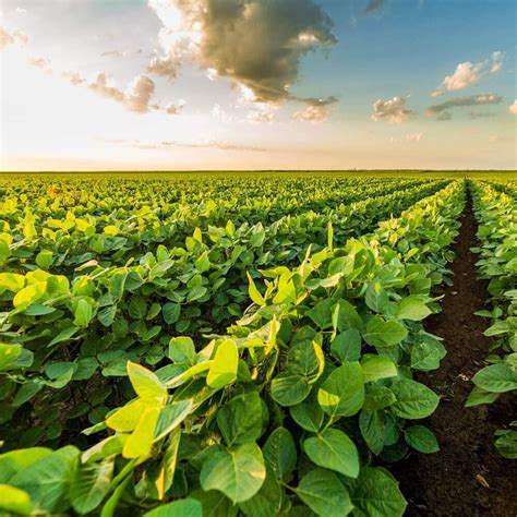 Amazon.com: Outsidepride Soybean Seeds For Forage, Food Plots, Wildlife ...
